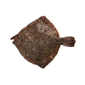 MODA Whole Turbot - Kalkan